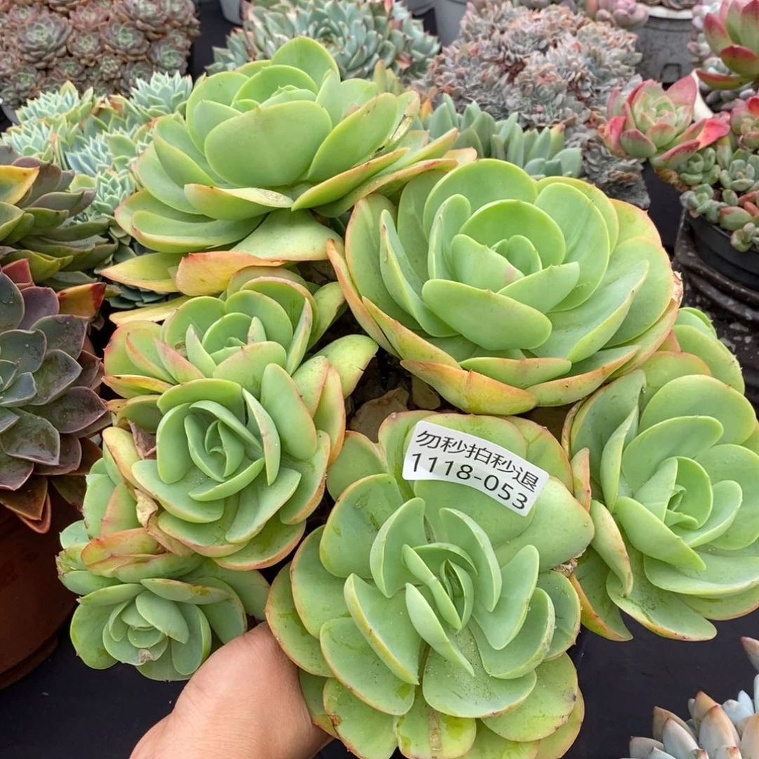 两单包邮1118-53碧桃