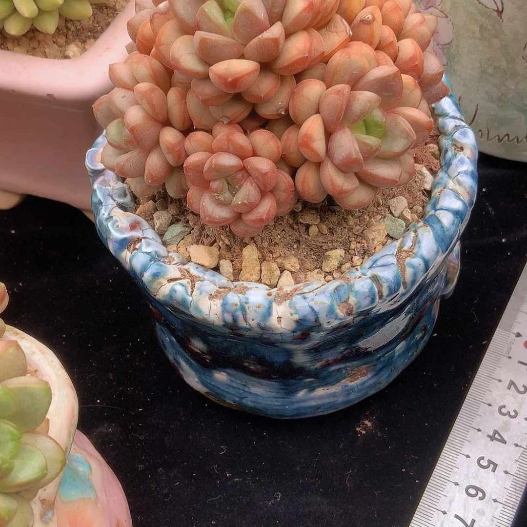 布*韩版葡萄一颗