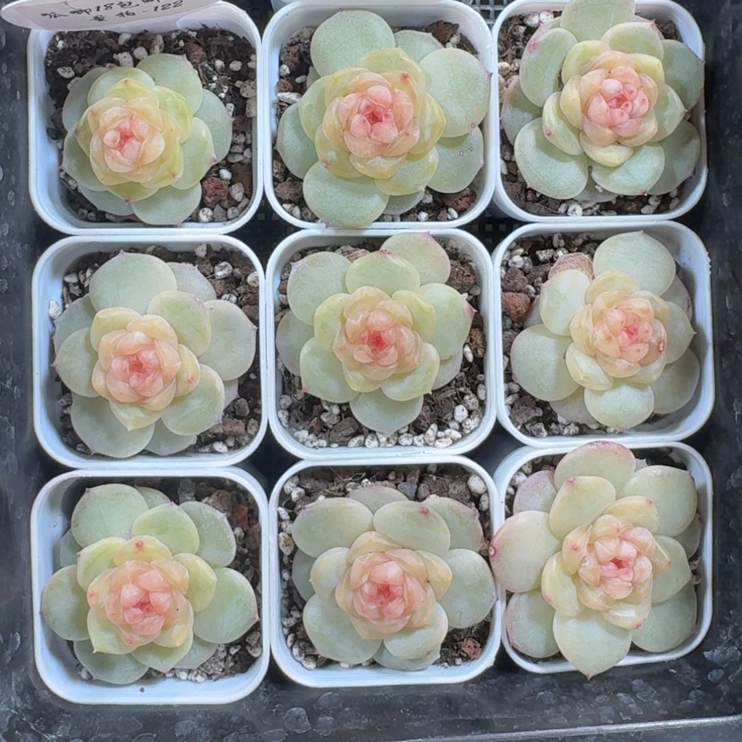 0104-122-淳儿一颗量拍