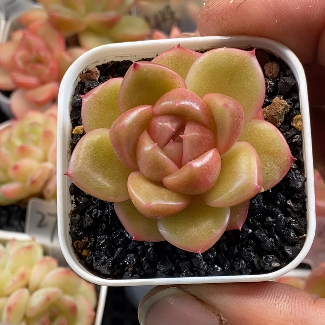 天官赐福百无禁忌