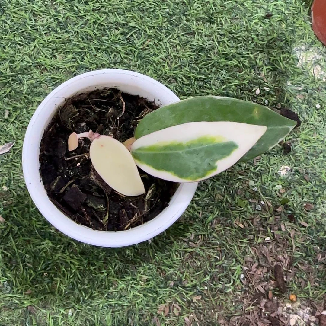 球***倩无花朵羊脂玉外锦桌面款