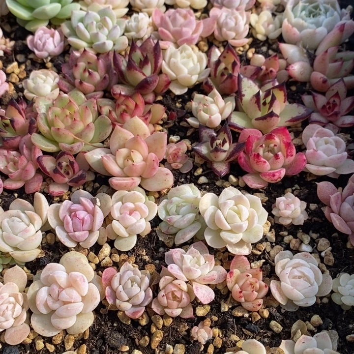 77 多肉植物盆栽花卉