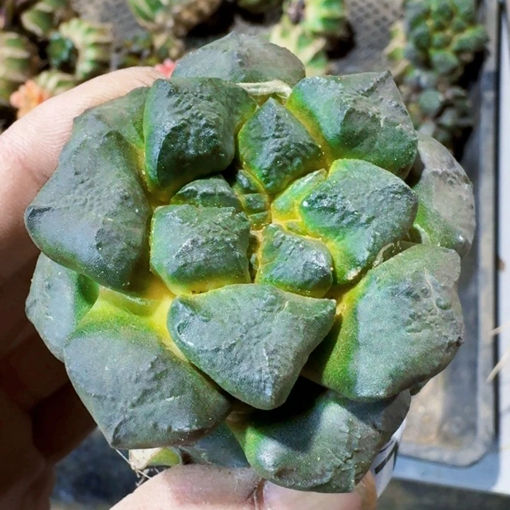 福利苗接连山617