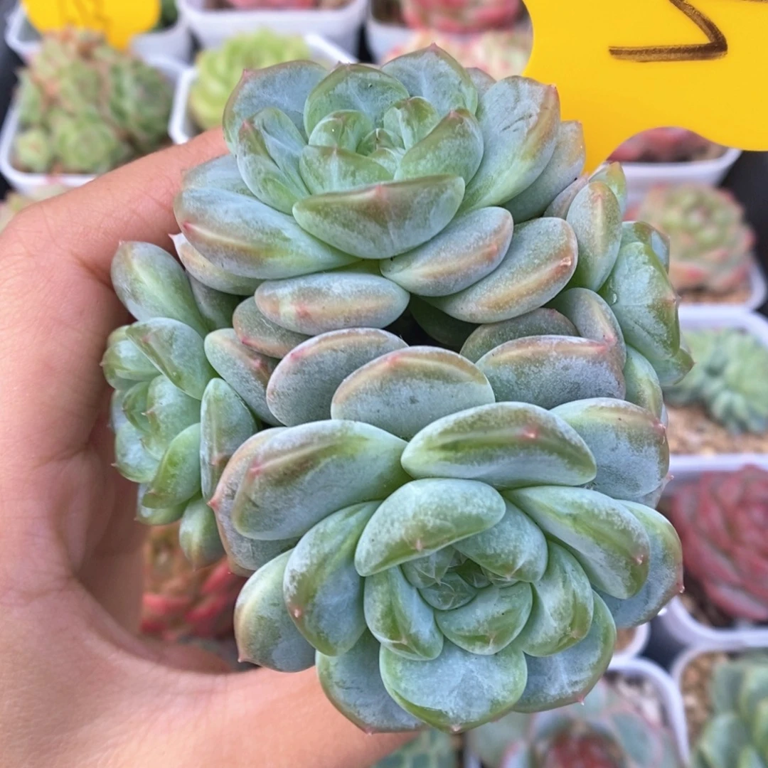 甜心3000群生663号