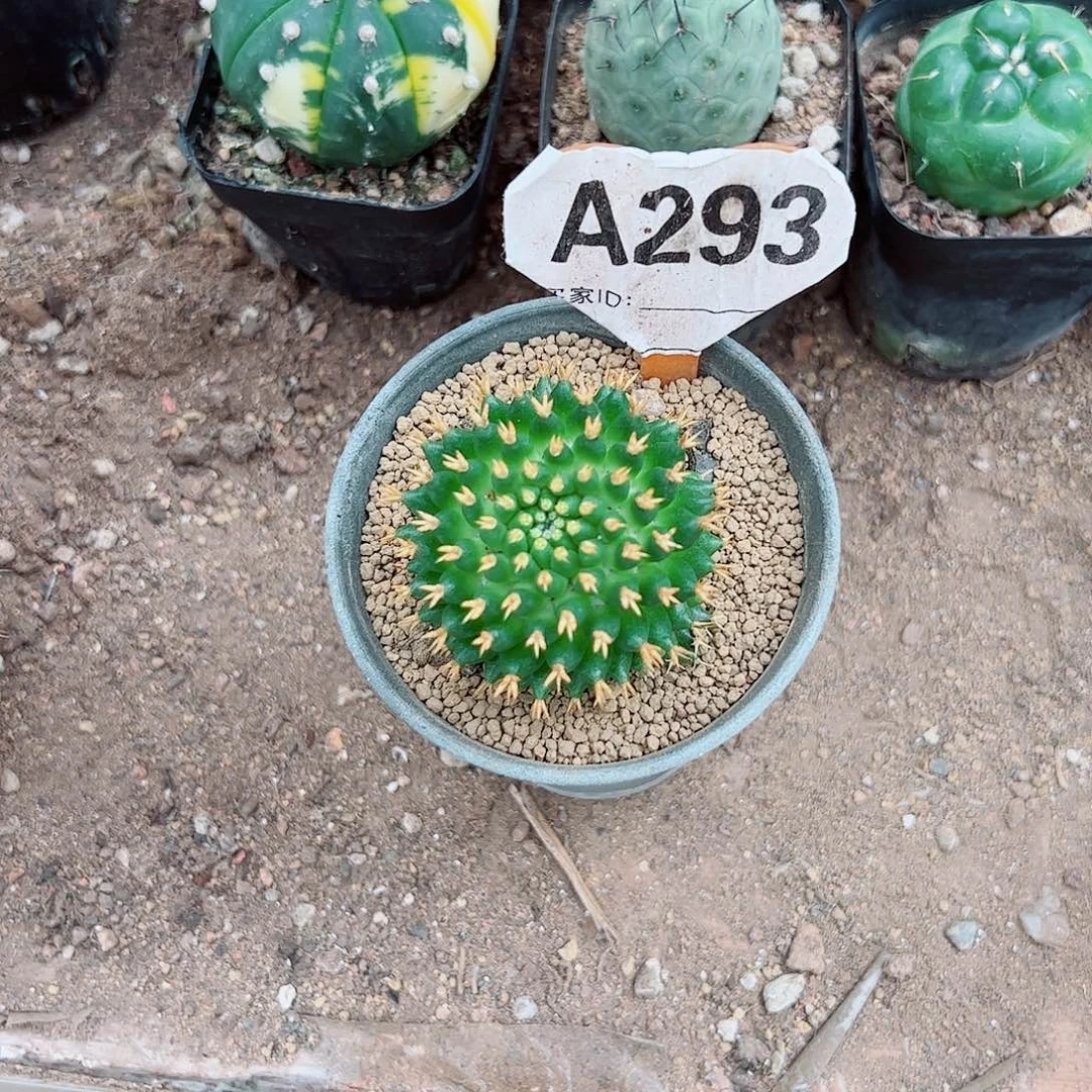 瓜***3333333333333333333