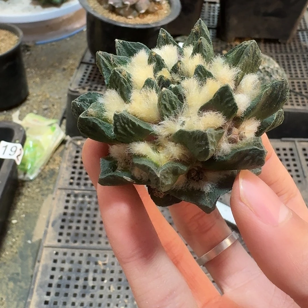 477号仙人球苗接无根