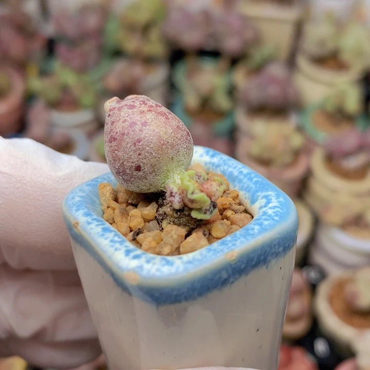 033 丸叶紫海豹 紫底紫斑