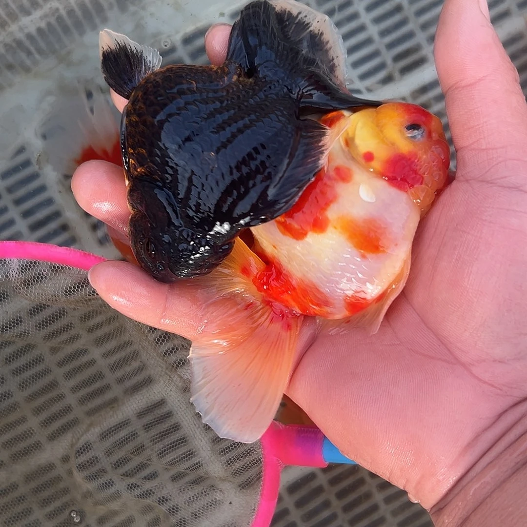 金鱼短尾将军泰狮