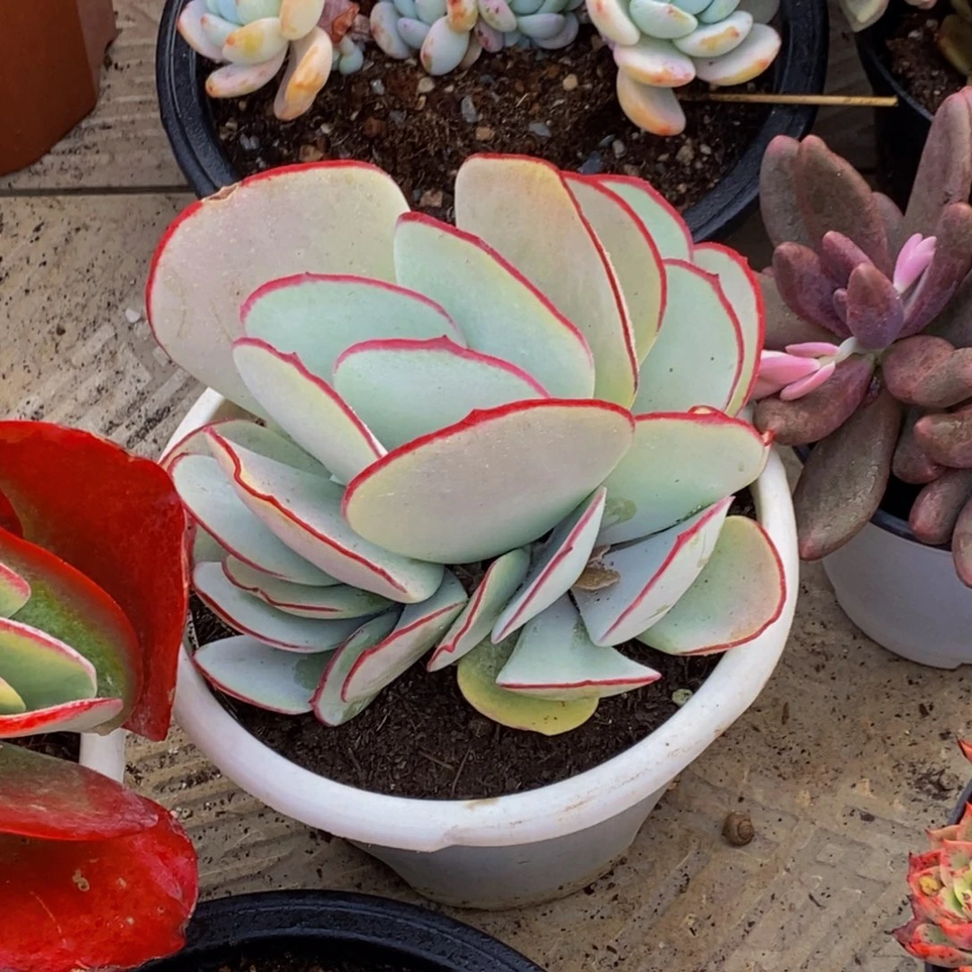 苹*黄48包邮一物一拍多肉植物