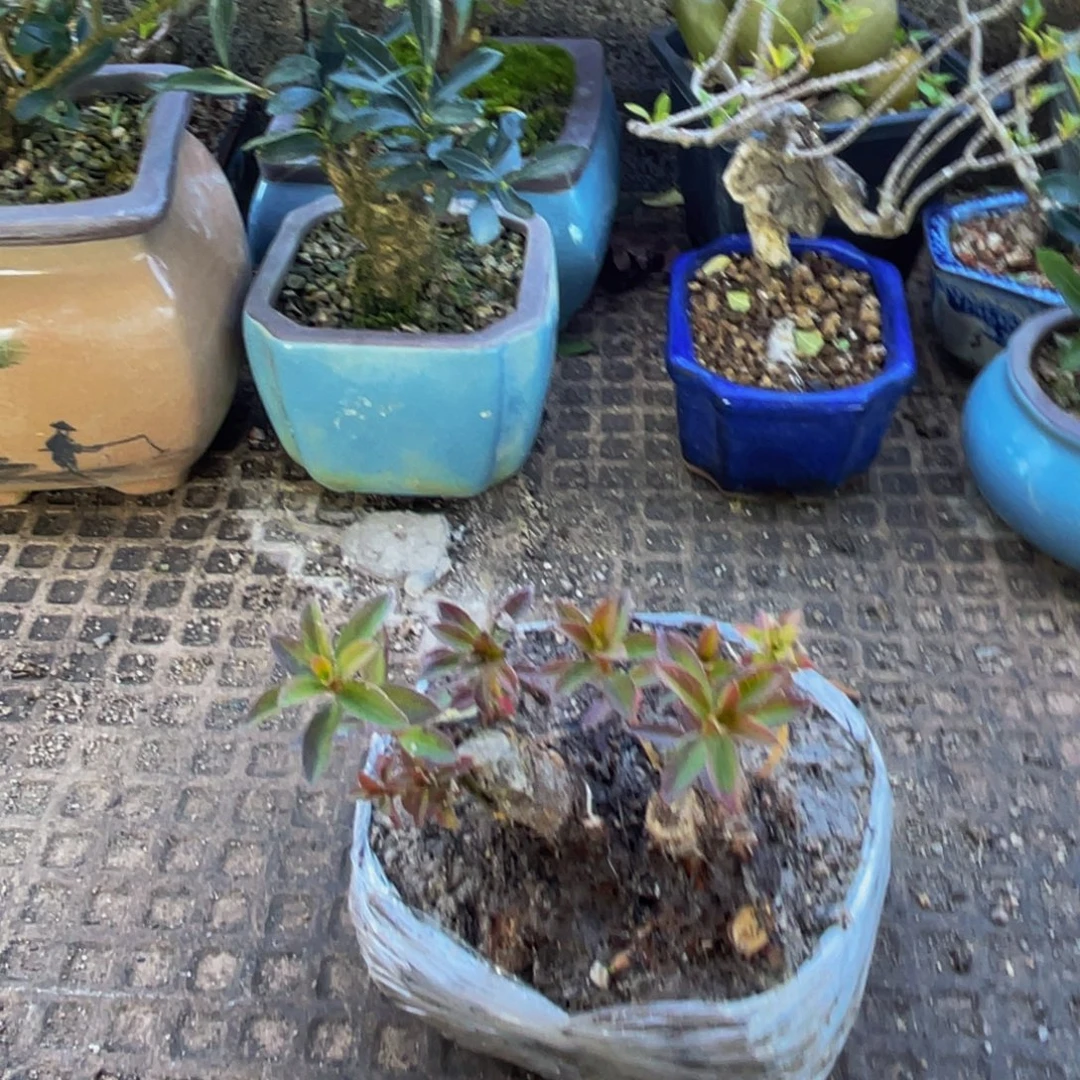 醒***记当前无花朵，栽培后可花朵