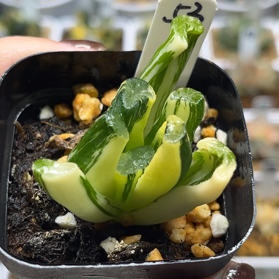 53白妙万象锦福利专场