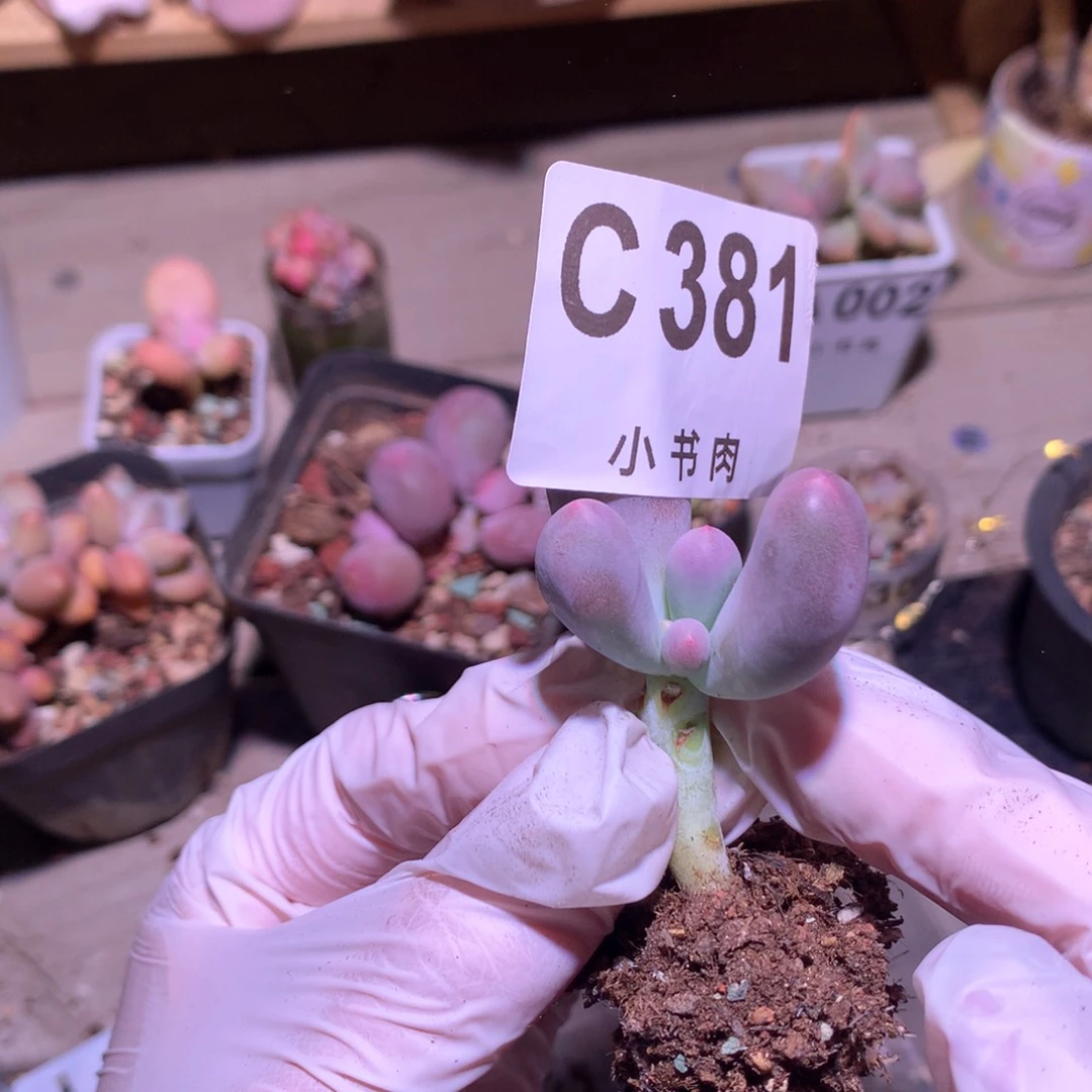 381 ，米可奶酪瑕疵特价多肉