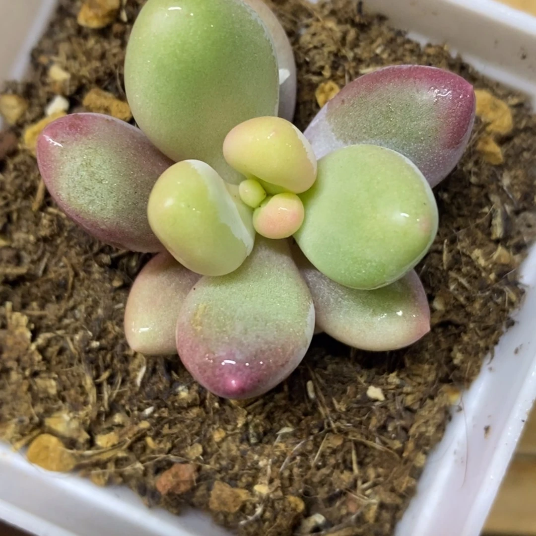 ξ****ξ与龙共舞 多肉植物