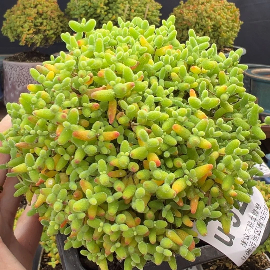 捡漏u821蜜橘糖球冠幅10.5cm