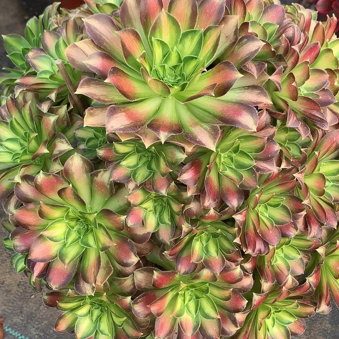 我***是完全开放法师图片植㇏多肉