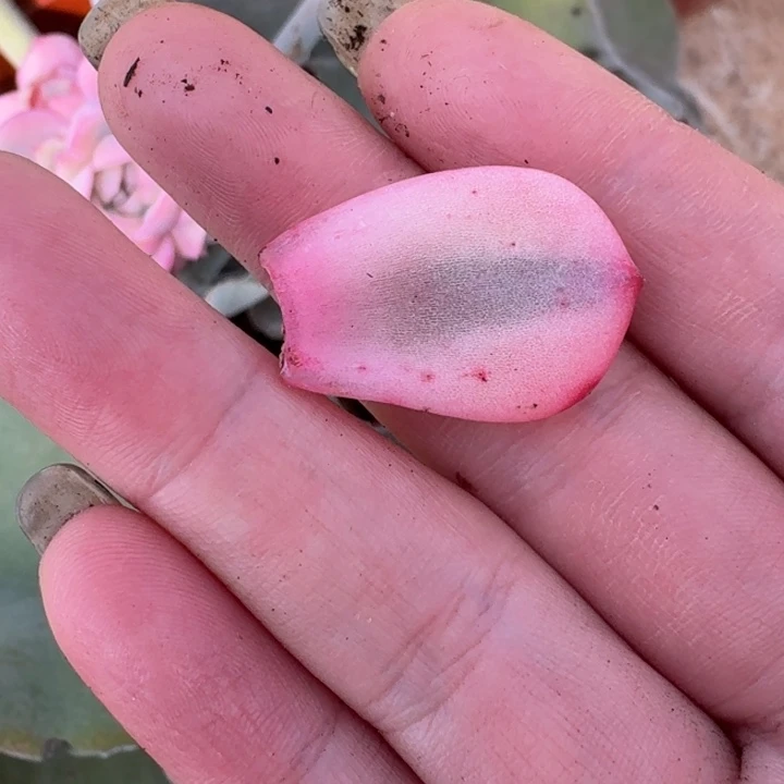 粉月亮锦叶片一物一拍