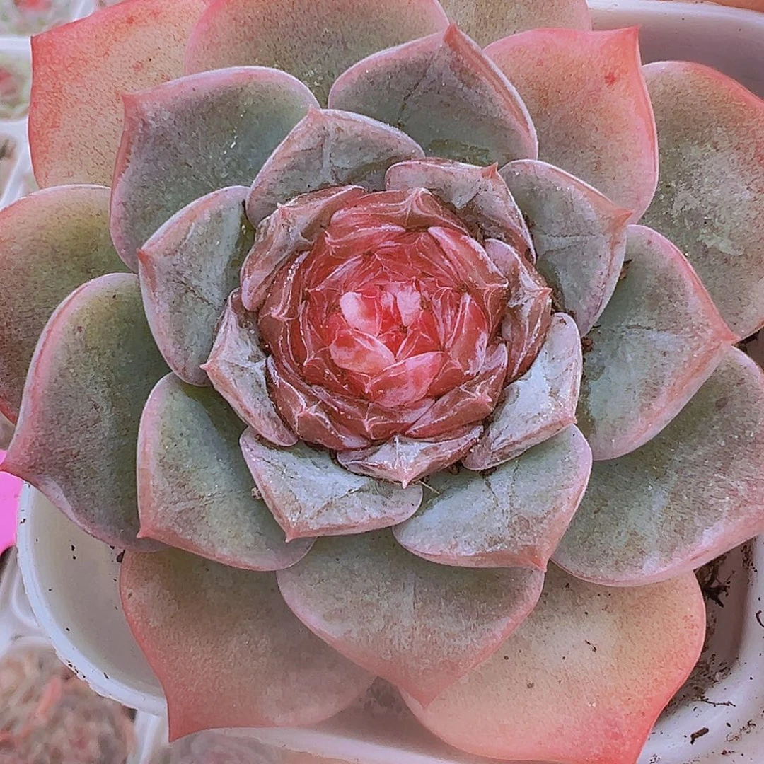 冰糖19包邮多肉植物