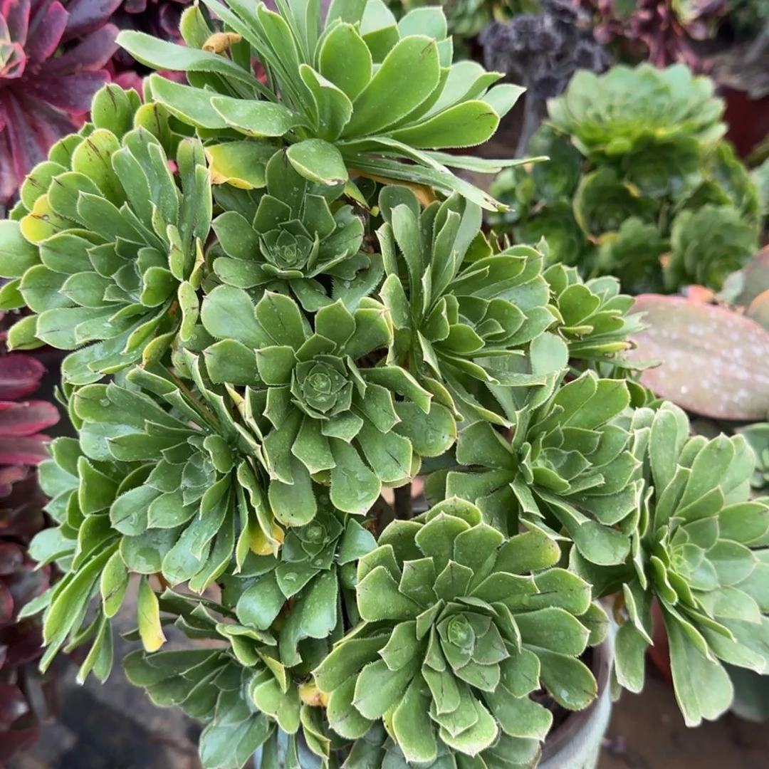 绿法师231满20包邮断枝不包