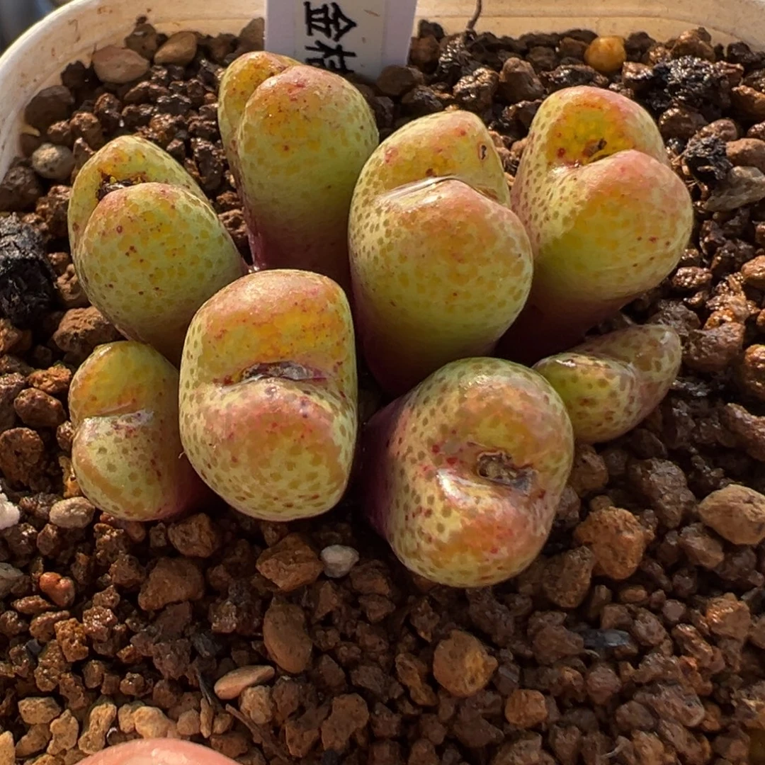 871多肉植物种类多样