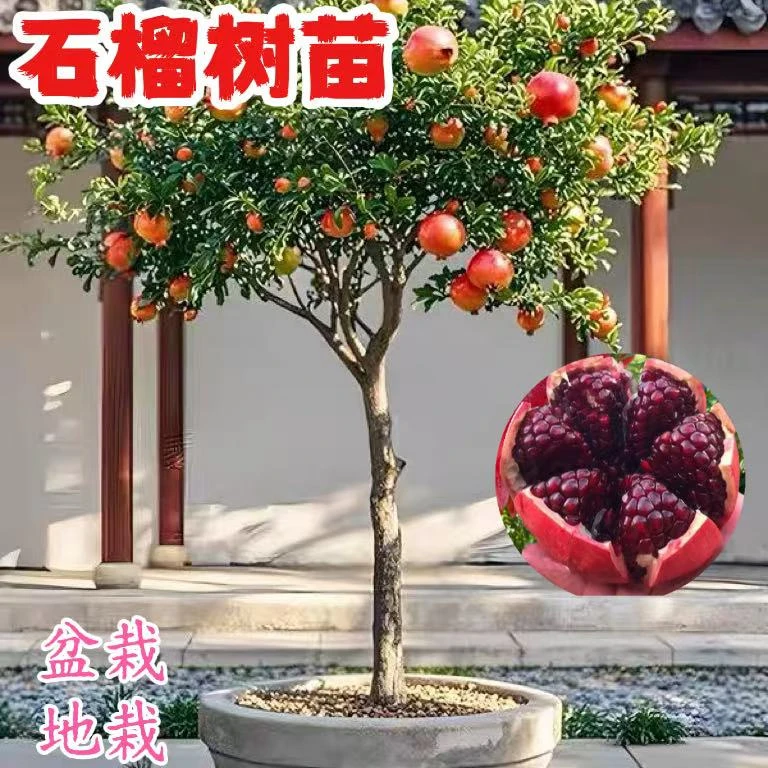 软籽石榴树苗矮化盆栽地栽阳台庭院南北方种植当年结果