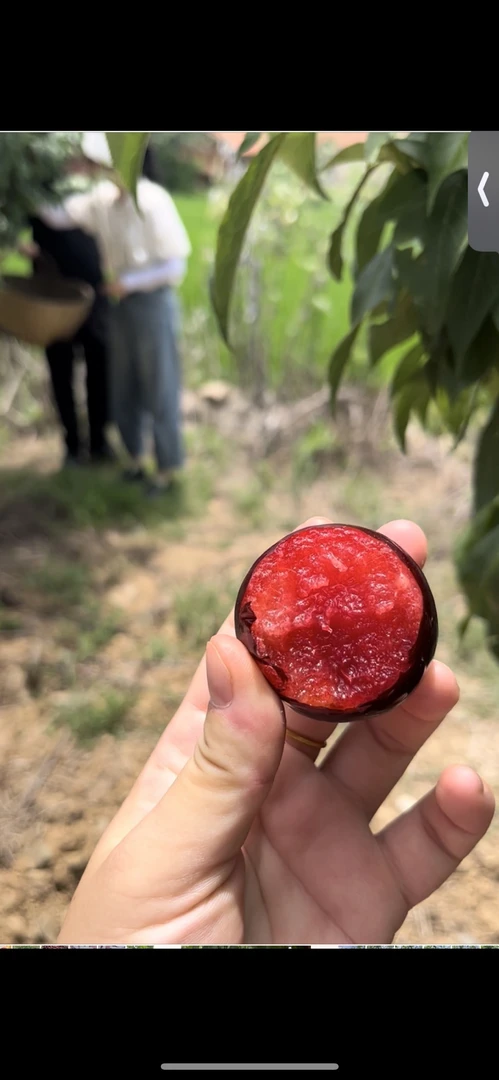 湖北钟祥山里农户自种澳洲红心红肉李子当季新鲜果香浓郁孕妇水果