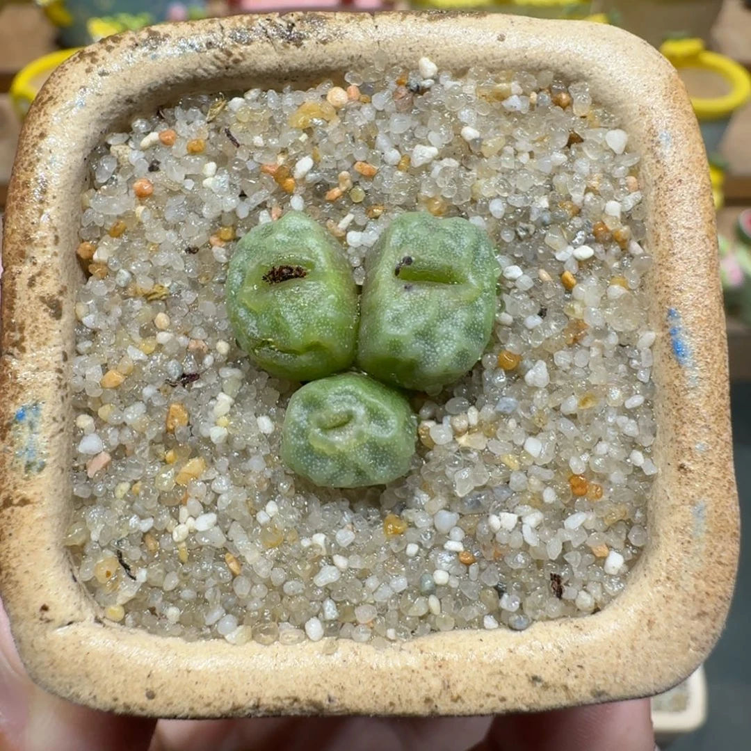 蘑菇1180烧麦多肉植物