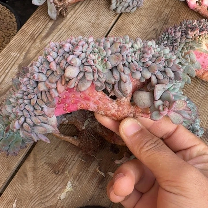 多肉植物叶插爱丽儿树缀