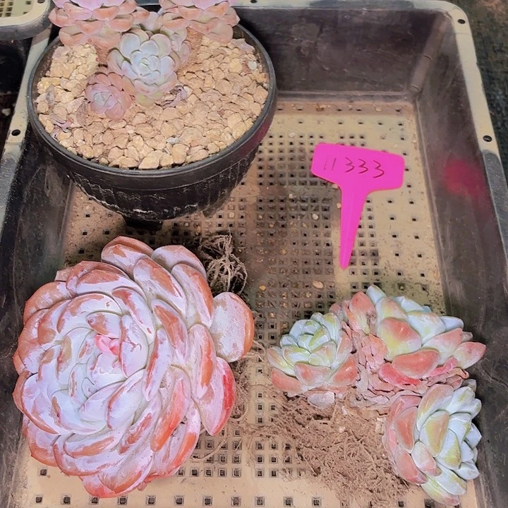 悠*白露一物一拍11333