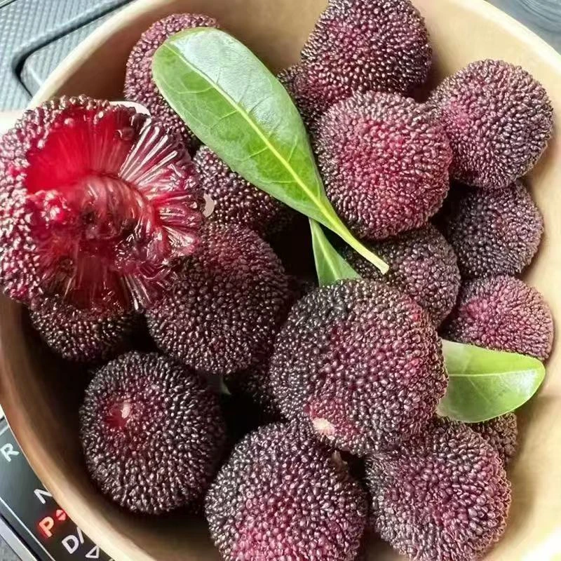 【散装】树熟东魁杨梅大果散装1斤装