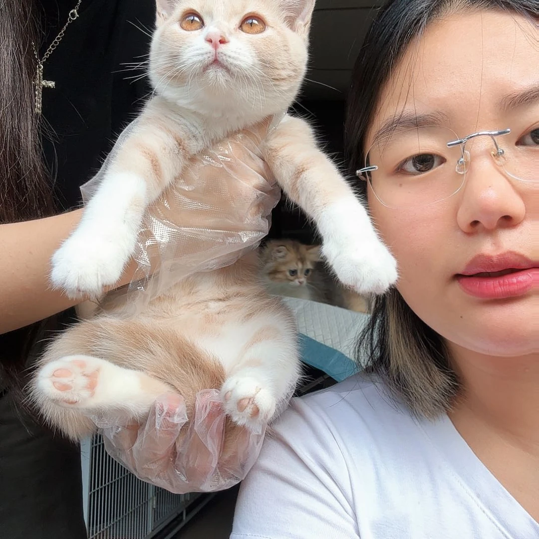 英短乳白妹妹 一针