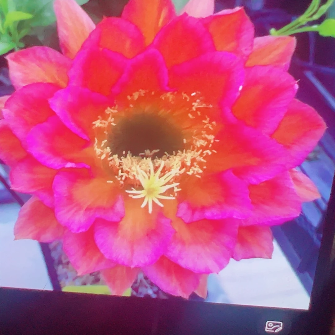 毛花柱 罗比 侧芽 满20包邮