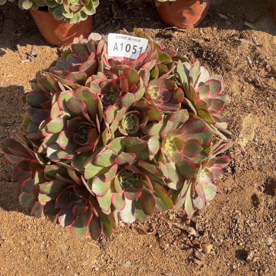 1051粉花妖 多肉植物