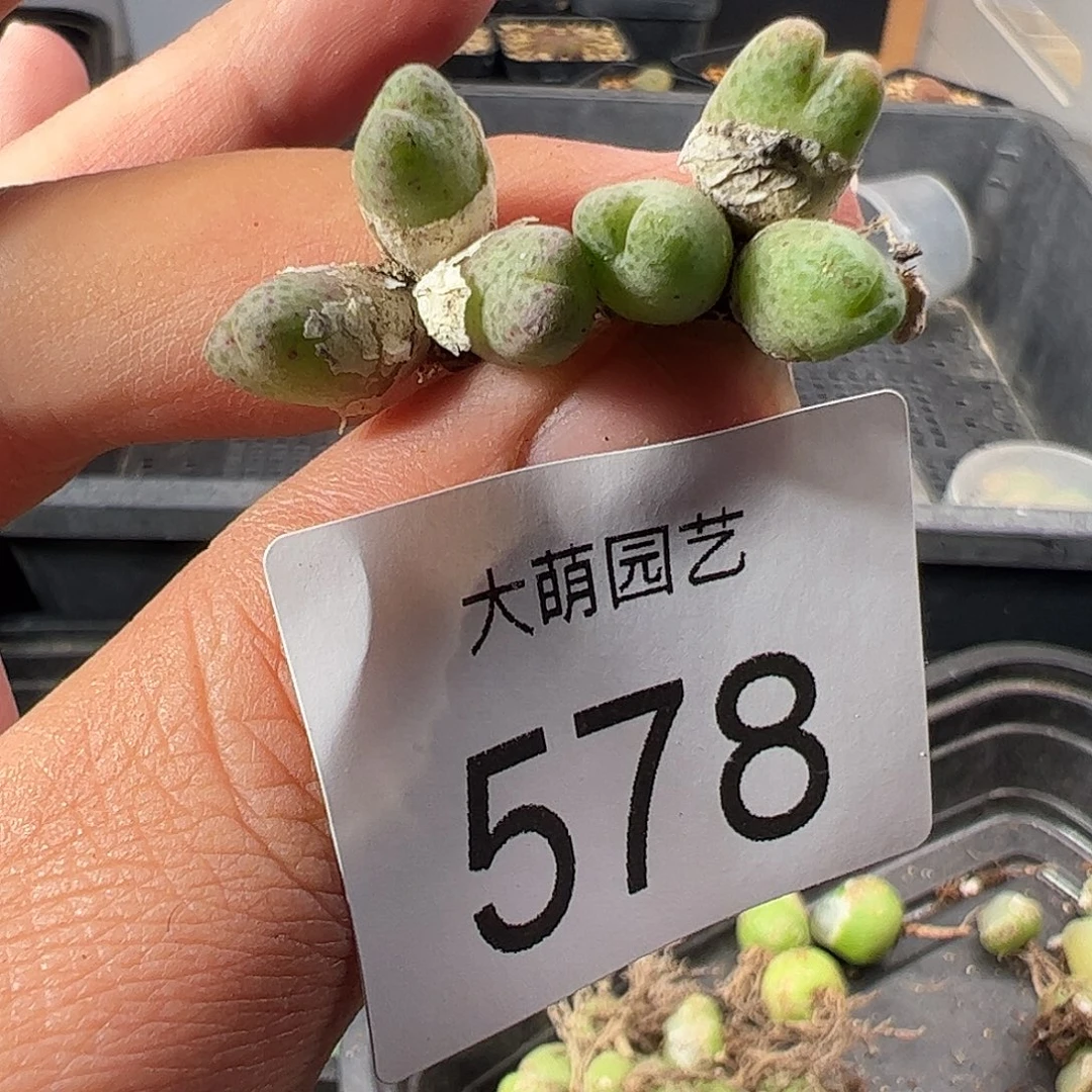 一物一拍。         578