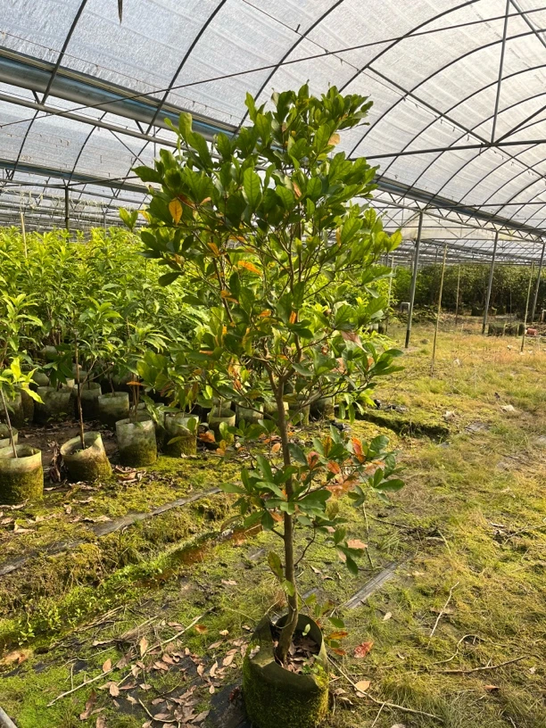 金谷神秘果树苗直播间一物一拍