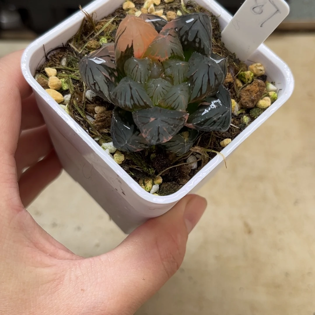 87龙爪玉露锦一物一拍