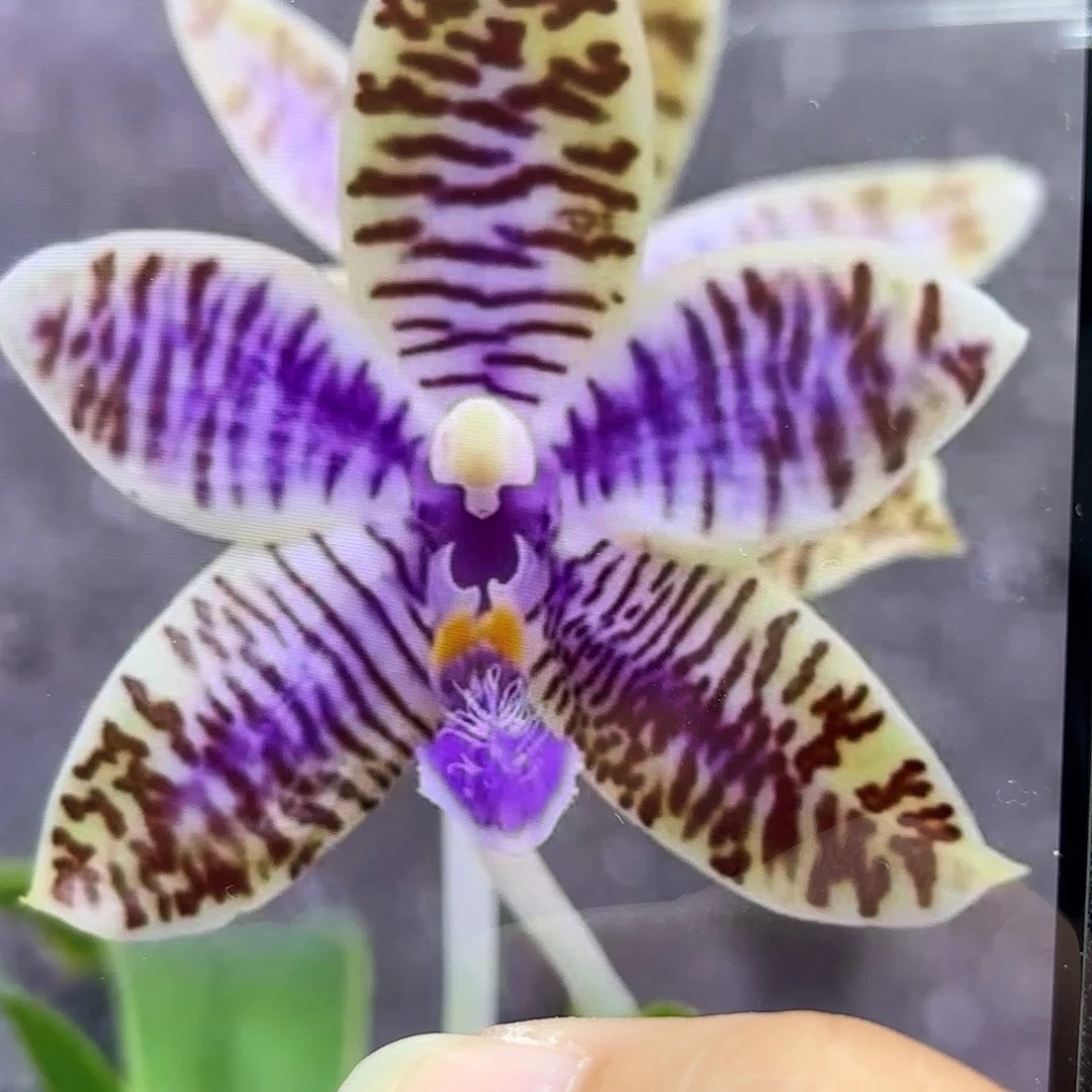 当前无花栽培后可以开花蓝路德