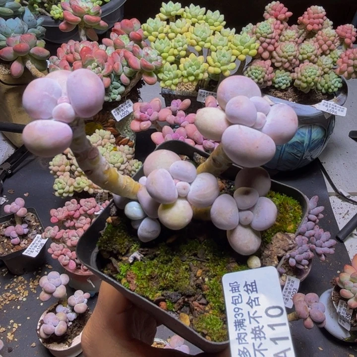 芭比奶酪110/8cm多肉