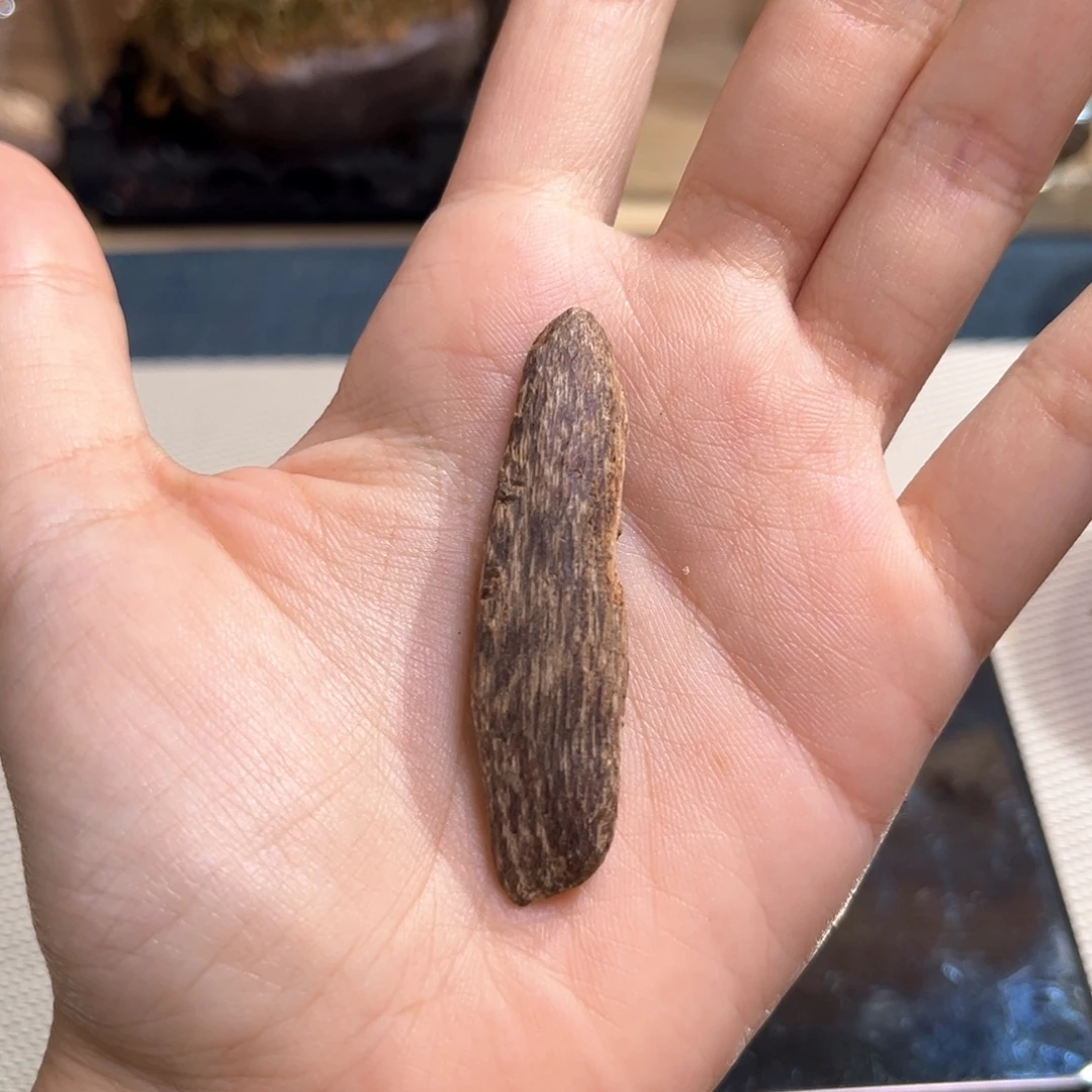 香榧木广西十万大山树心瓜子料1.7克