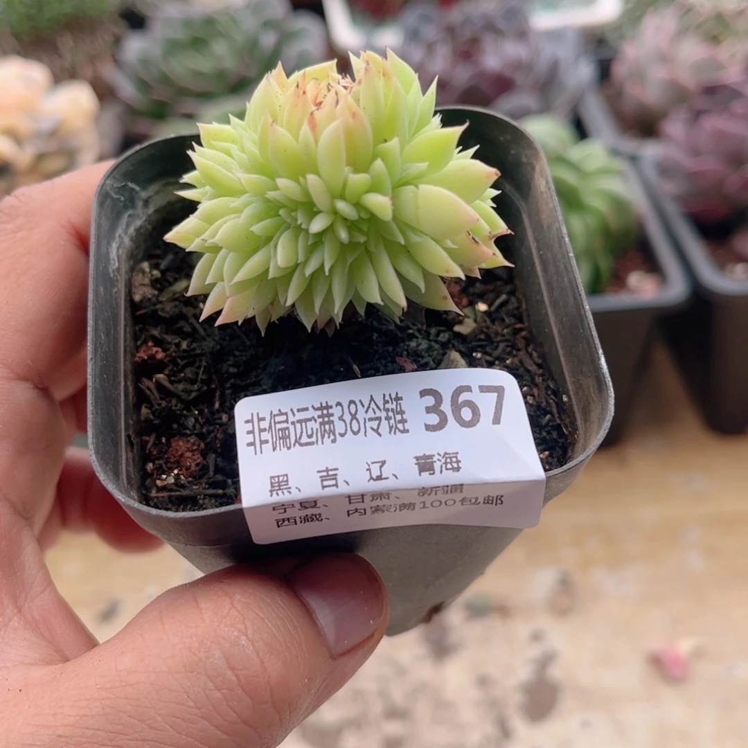 367三色堇缀德华多肉
