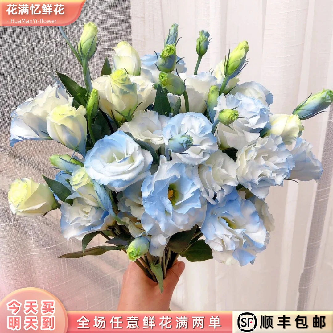 次日达 -【碎冰蓝洋桔梗】1份洋桔梗鲜花鲜切花家居花批发两单升级顺丰包邮三单送随机花瓶今天拍明天到99