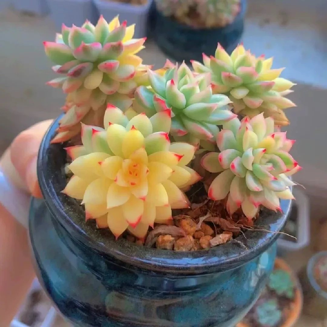 【满9.9包邮】女雏锦6.5cm盆多肉植物以直播间展示为准