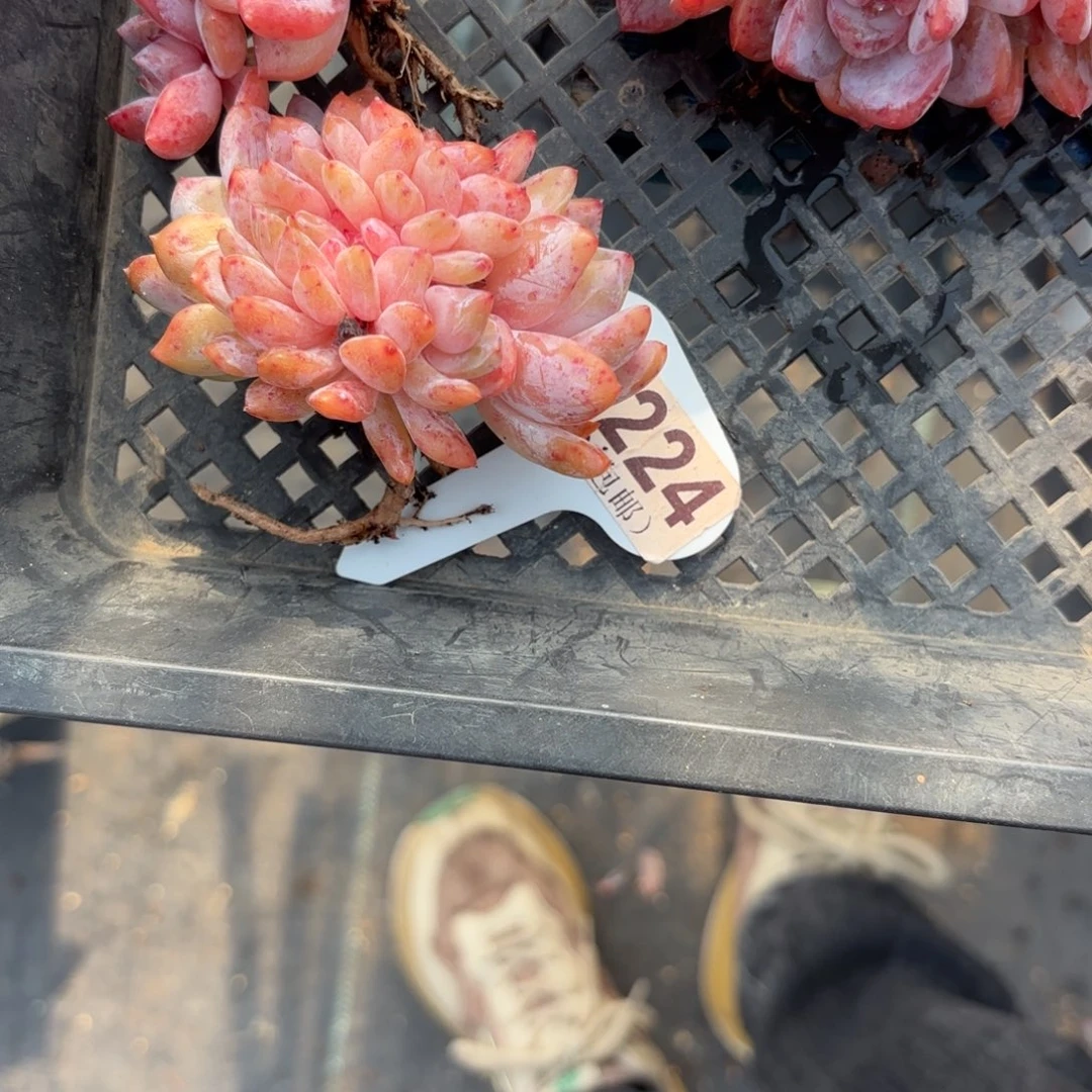 永***間E224橙子一物一拍