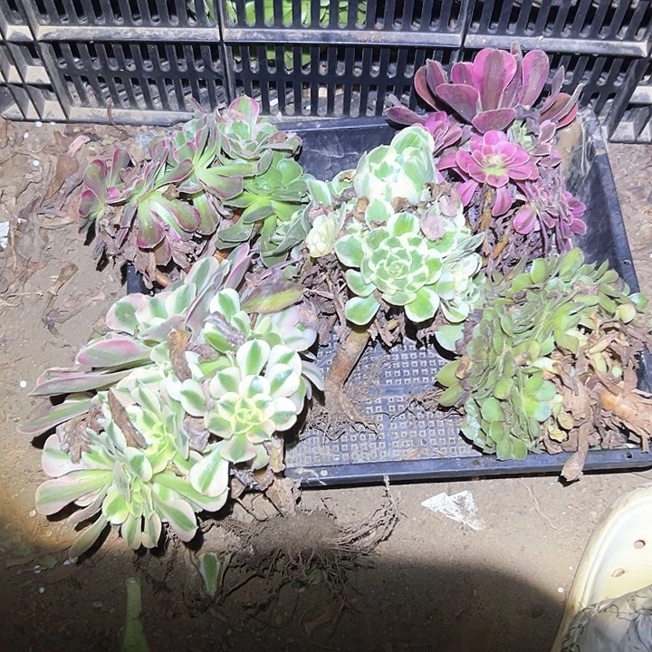 不售后组合福利五颗a