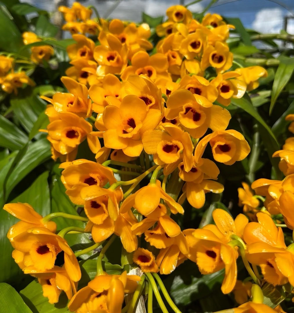 束花石斛 金黄色花 爆花量大 花香 花期长 （中条）