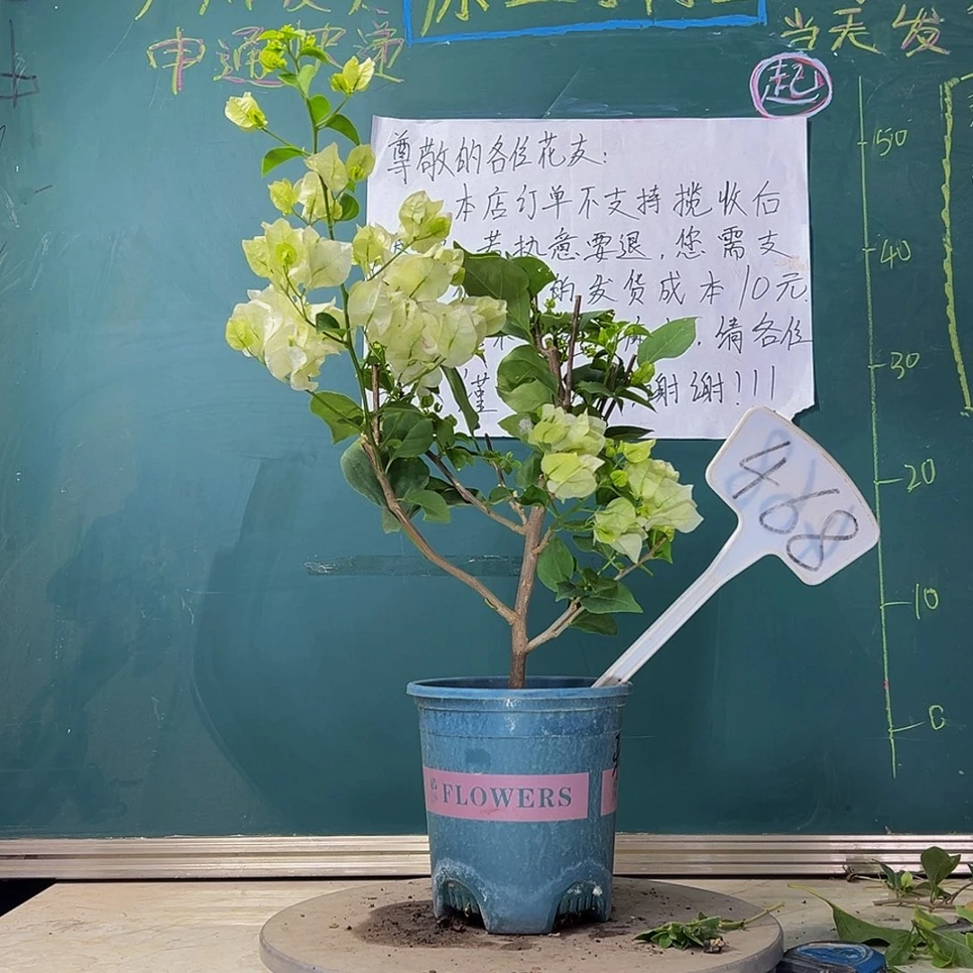 当前无花栽培后可以开花 牙买加白  468