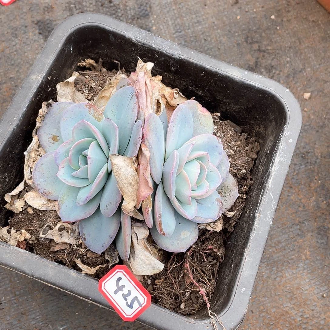 425布鲁兰一物一拍多肉