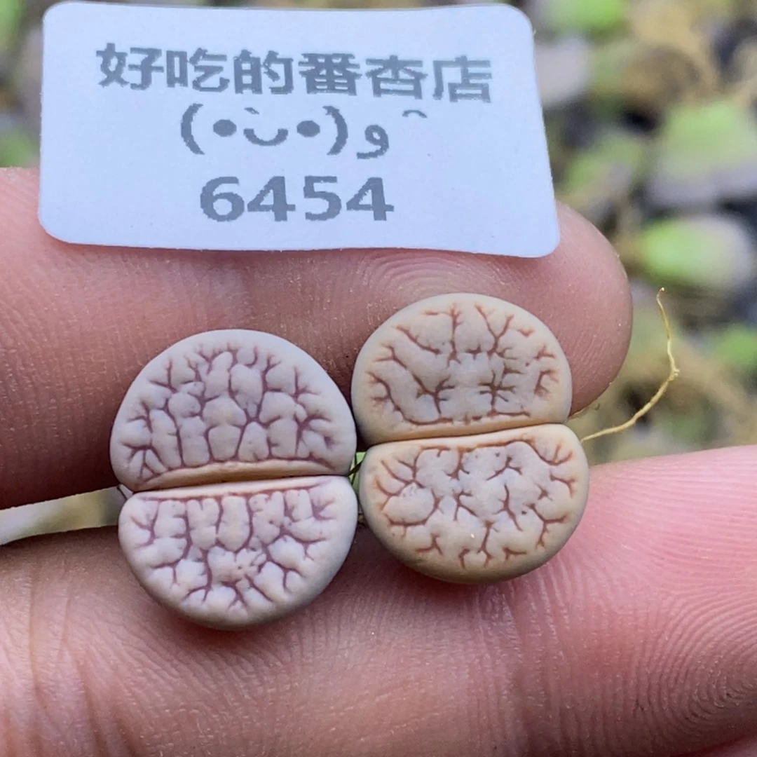 6454。岛田374。。。。