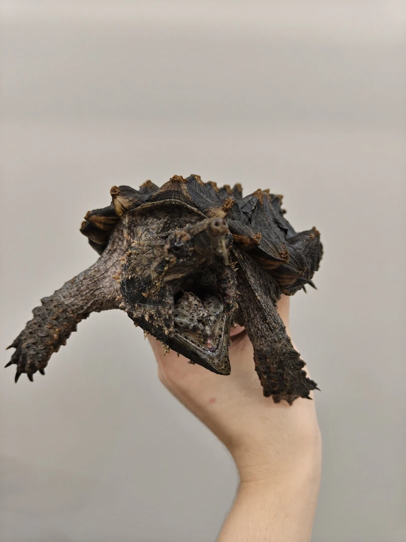 人工养殖观赏宠物乌龟活体超凶