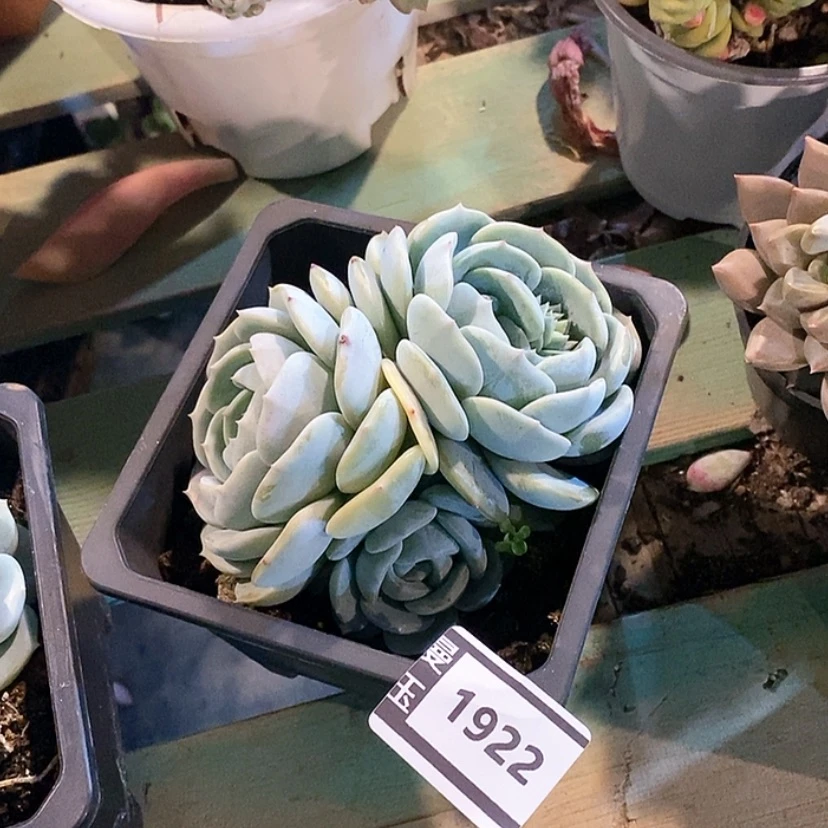 【闪购商品】劳林1922