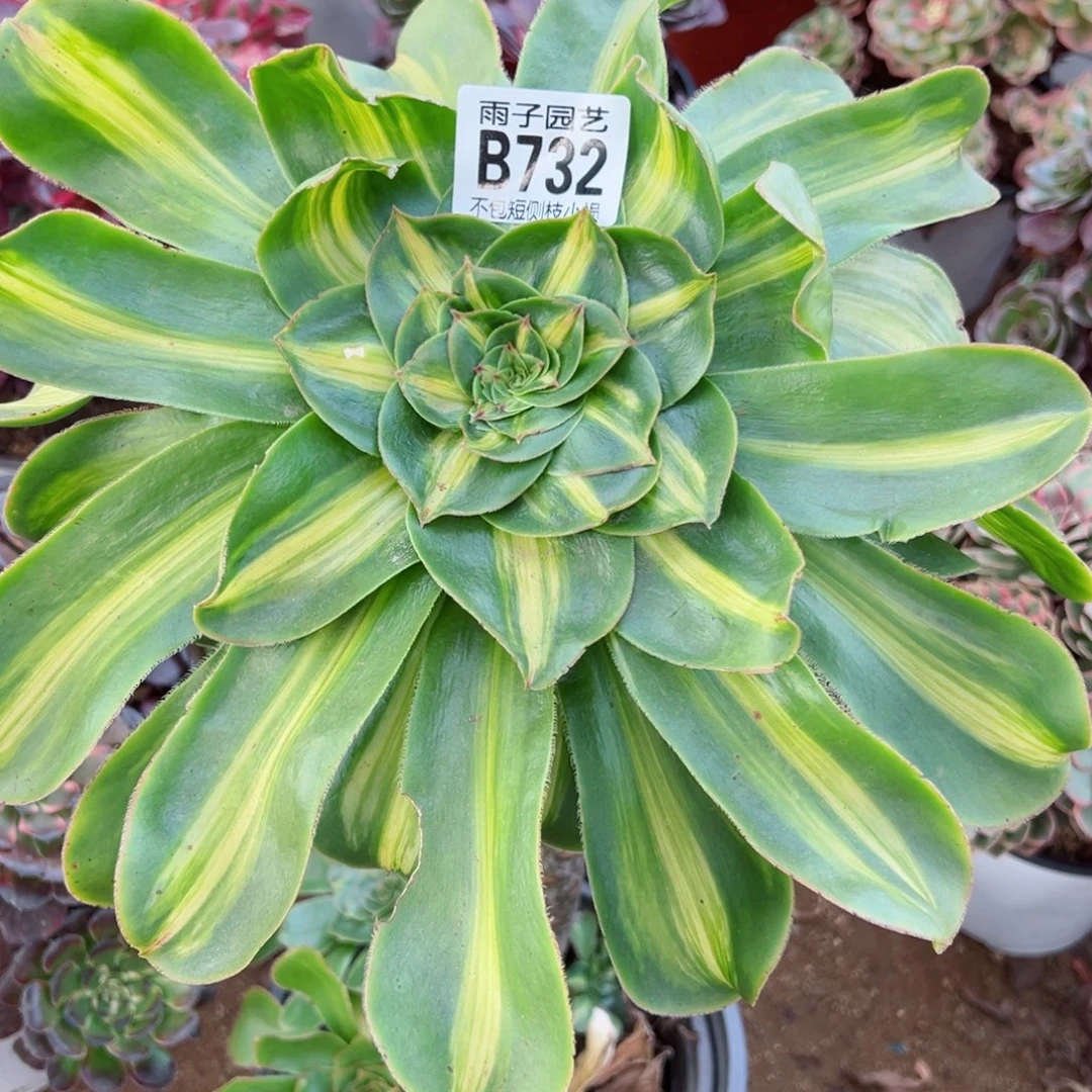 732爆君大单头腰庄特价